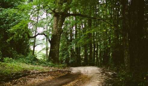 Vitae vel impedit quia placeat perferendis ut